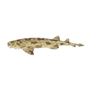 Brown Spotted Wobbegong